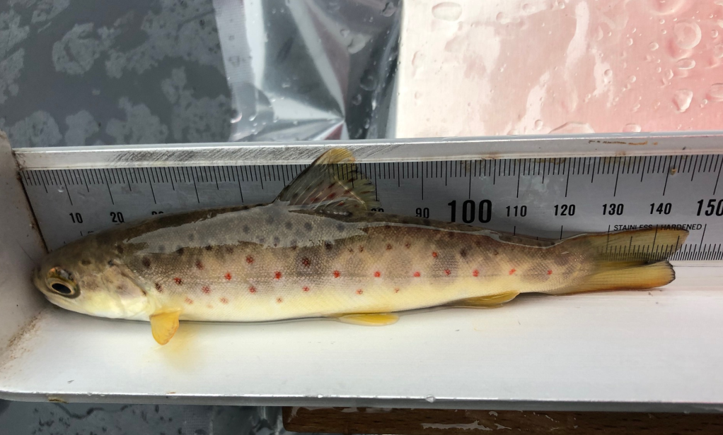 Markierte Bachforelle 2